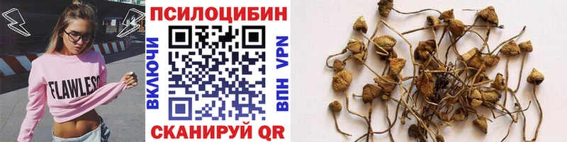 нарко площадка наркотические препараты  Пудож  Псилоцибиновые грибы Cubensis 